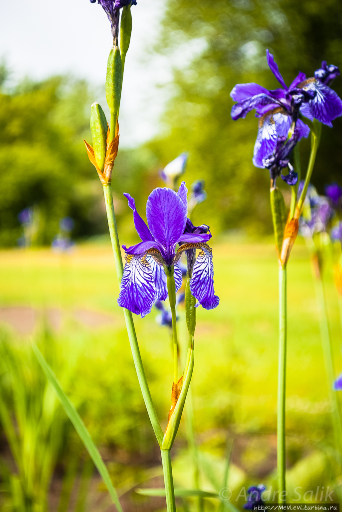 Ботанический сад в июне Рига, Латвия