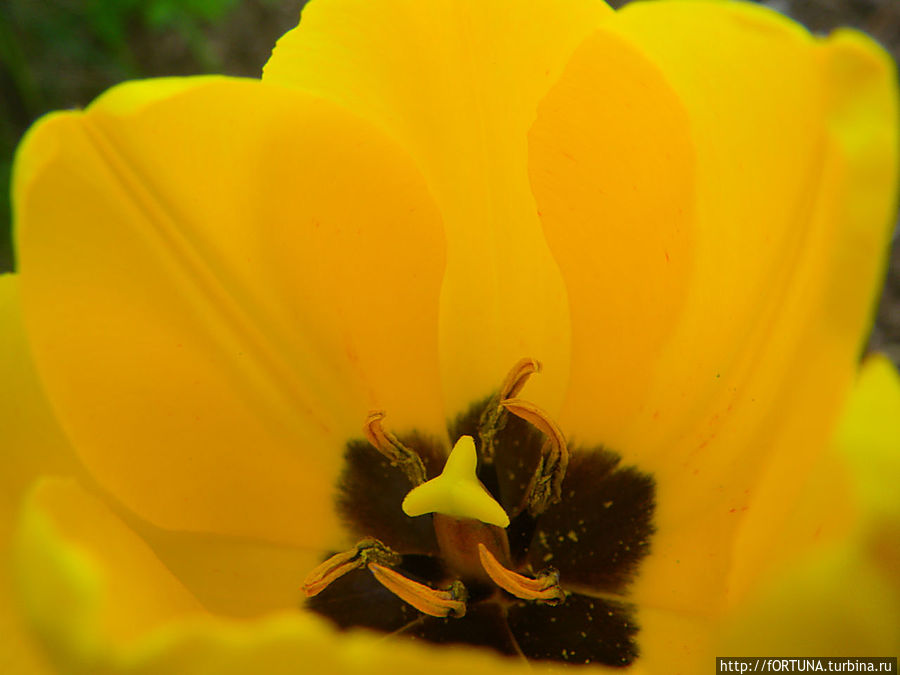 Тюльпан с моей дачи