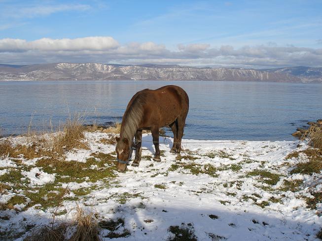 Слюдянка, лошадка на фоне Байкала. озеро Байкал, Россия