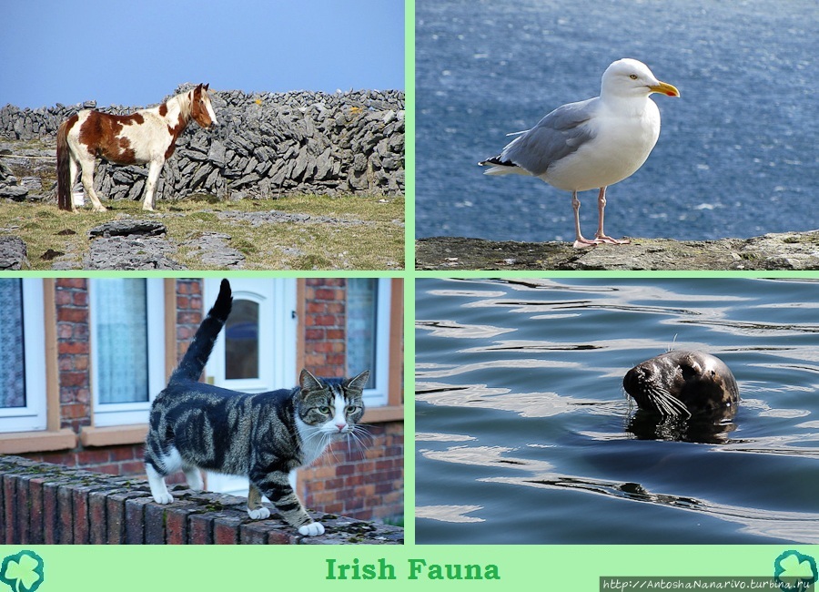 Ирландская фауна.
