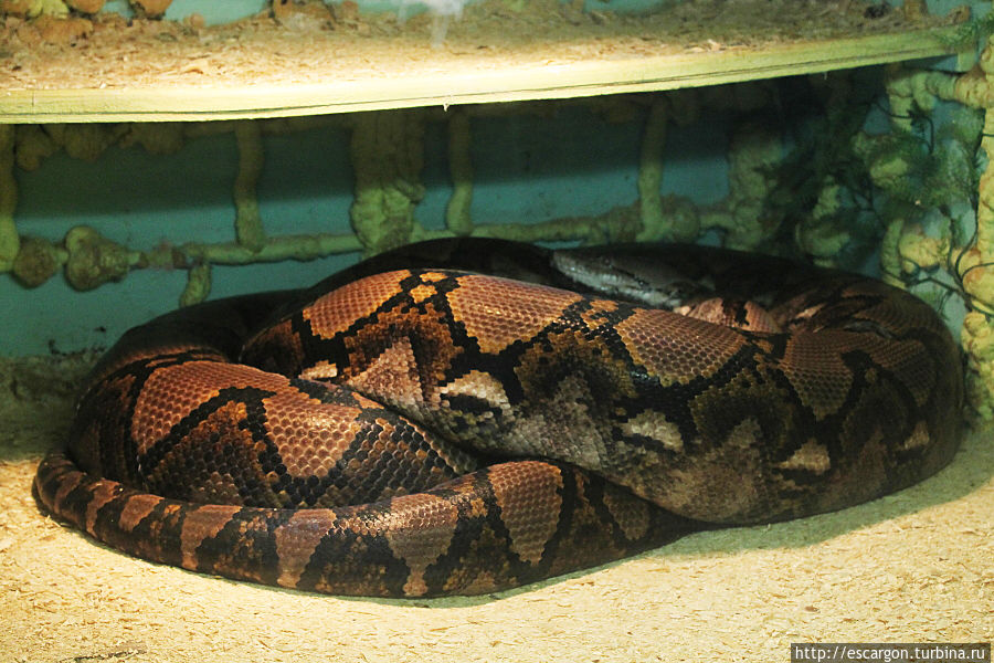 Но это не предел, ведь живет здесь и Сетчатый питон (Python reticulatus), который является самой длинной змеей в мире, так как в природе может вырастать до 10-12 метров. Вот такие особи, в принципе, могут быть опасны и для человека, ибо дикую свинью или оленя они съедают за раз...
Впрочем, обычно они слишком ленивы... Минск, Беларусь