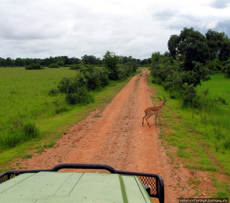 Моя первая Африка. Впечатления от Замбии Саус-Луангва Национальный Парк, Замбия