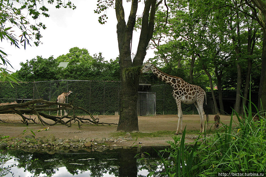 Зоопарк Хагенбека Гамбург, Германия