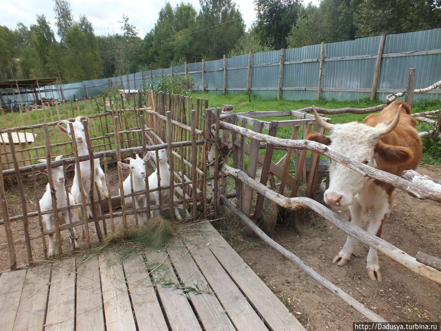 Мини-корова и козочки. Мышкин, Россия