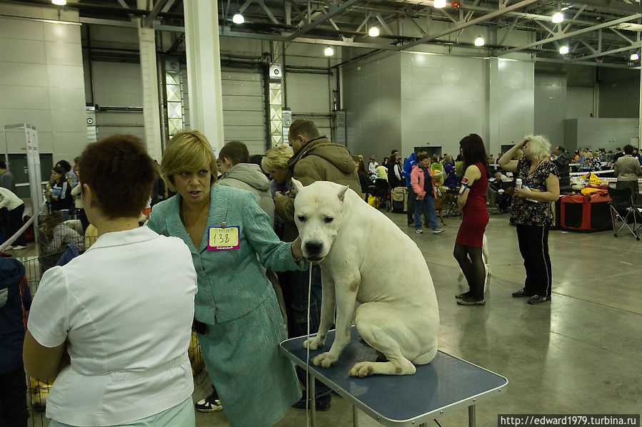 Выставка собак, Россия-2012 Москва, Россия