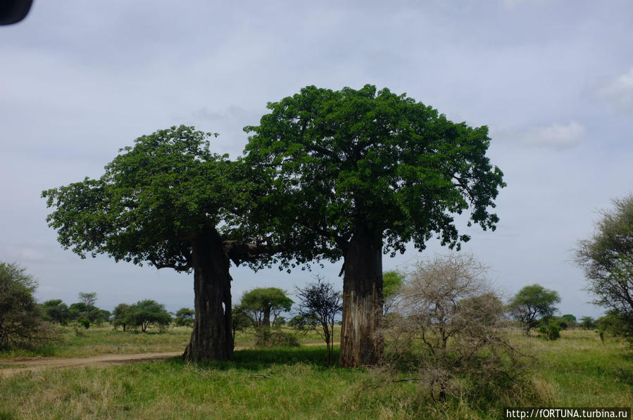Национальный парк Тарангире Тарангире Национальный Парк, Танзания