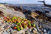 В море вынесло несколько тонн яблок. Собирали, ели :)