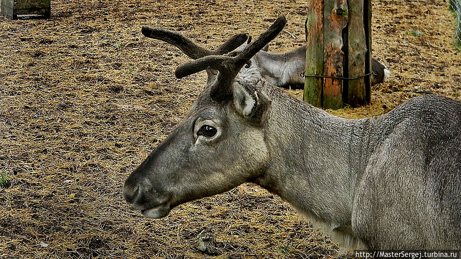 Рижский зоопарк Рига, Латвия