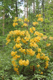 Rhododendron luteum — Рододендрон жёлтый