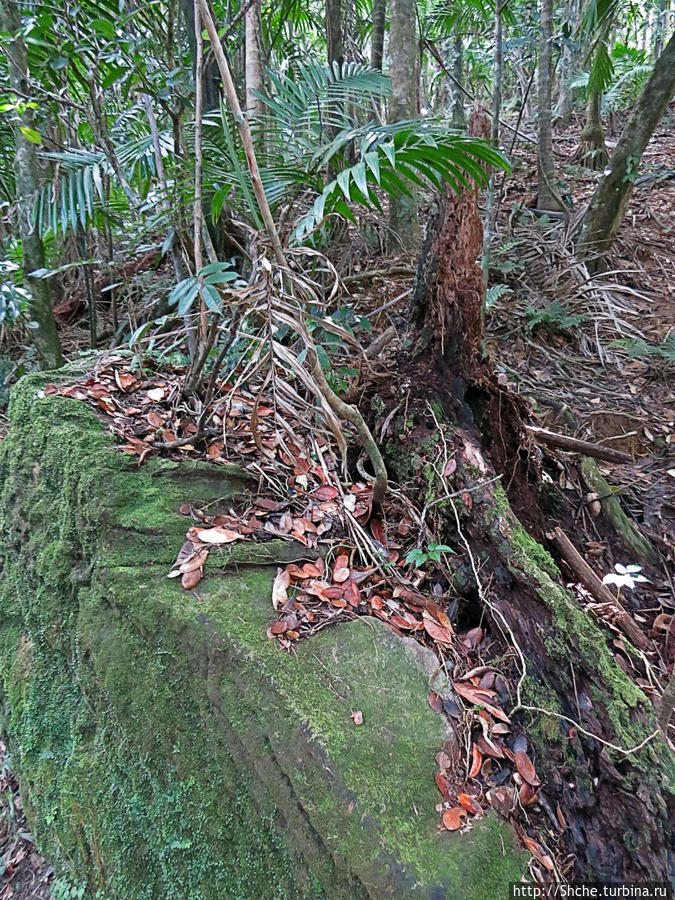 Тропа Больших деревьев (Big Tree Trail) Эль Юнке Национальный Лес, Пуэрто-Рико