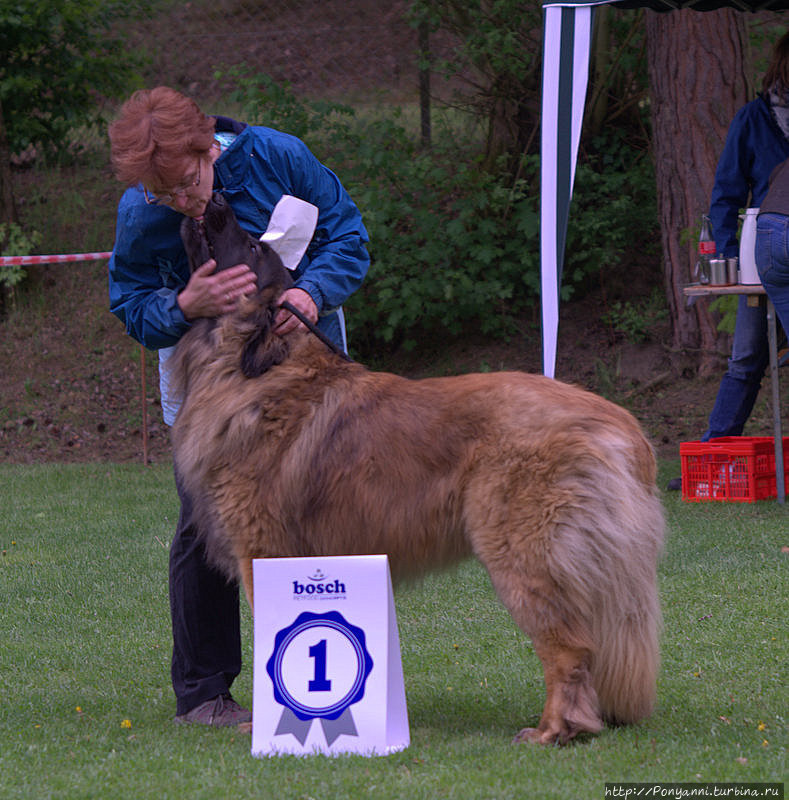 Собачий вальс Леонберг, Германия