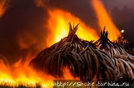 фото из интернета Национальный парк Найроби, Кения