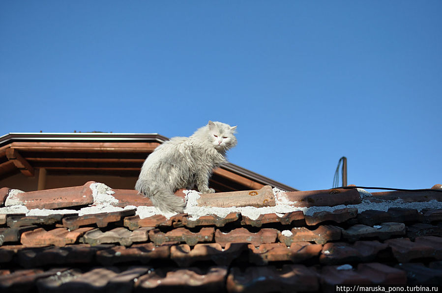 Болгарская киса