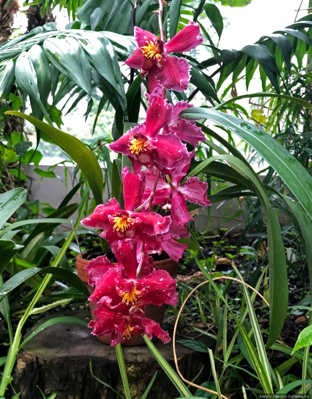 Теплица орхидей в пушкино