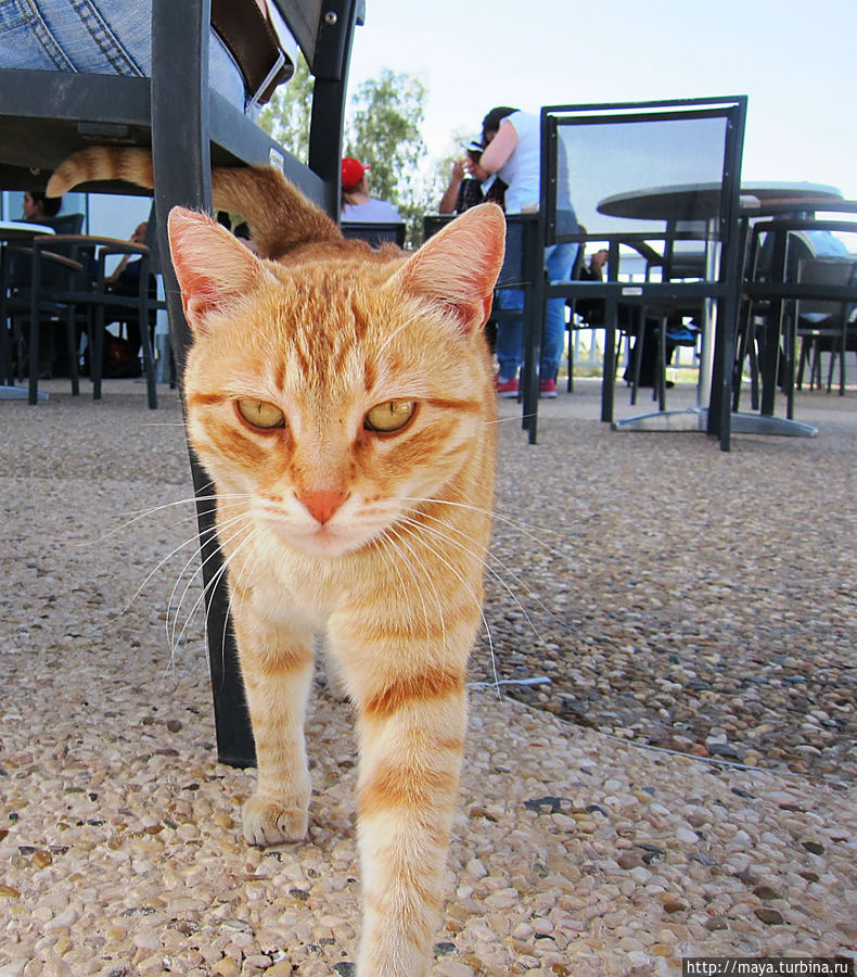 заходите, гости дорогие