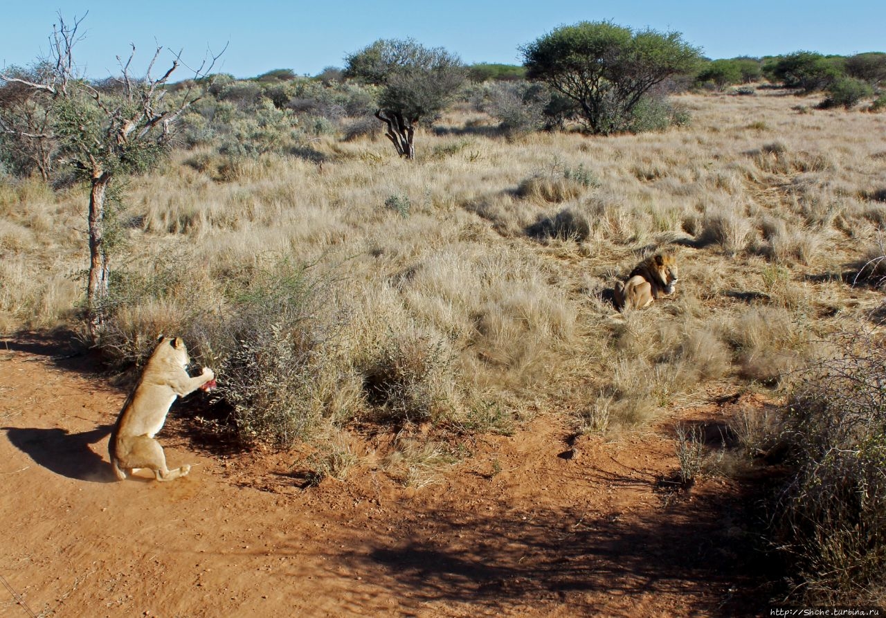 Энаан кю сэ Лодж и Заповедник Ферма Фрауэнштайн, Намибия