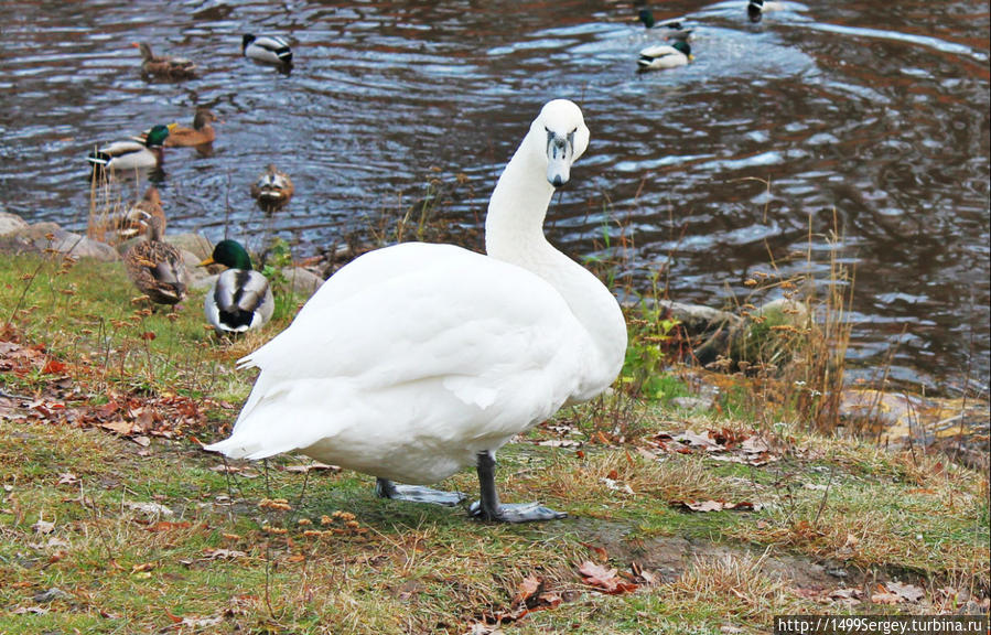 Пролетая над гнездом... Ломоносов, Россия