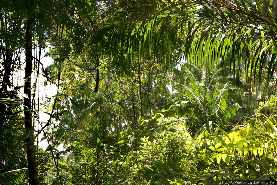 На самом деле вся жизнь обитателей джунглей идет в верхнем ярусе. Но и внизу тоже что-то приосходит. К примеру не раз и не два я встретила довольно крупных раков-отшельников... причем в нескольких сотнях метров от моря... Бако Национальный Парк, Малайзия