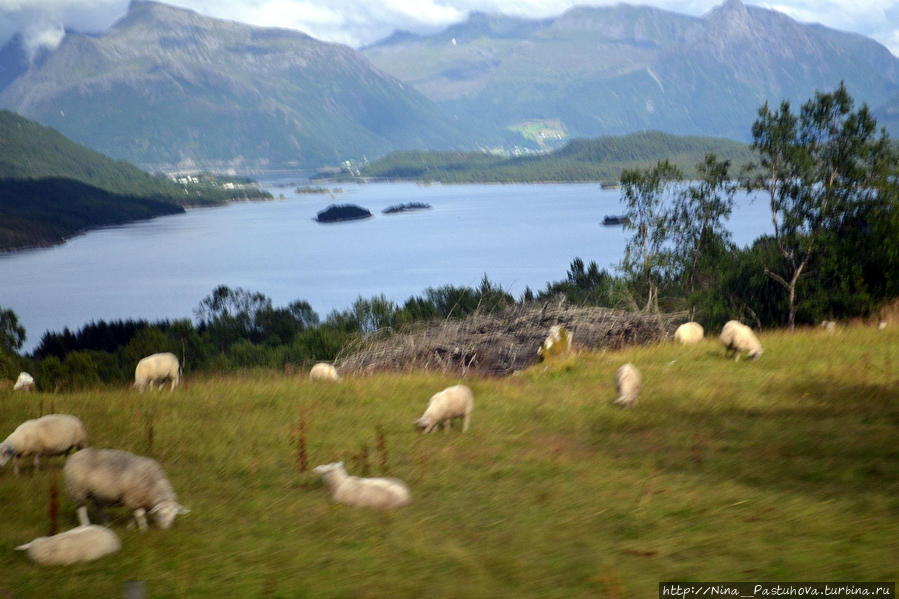 Фото нечёткое, останавливаться из-за овец не стали, а я не успела настроить камеру ((