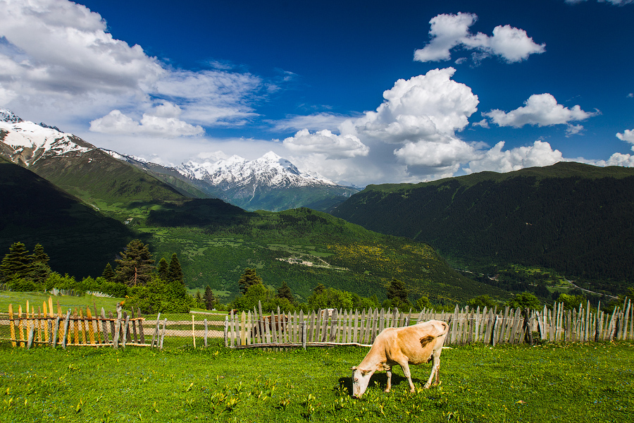 Горные пастбища.. кайфуют коровки:)