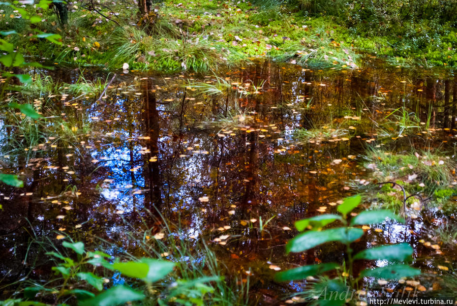 В осеннем прозрачном лесу Кемери, Латвия