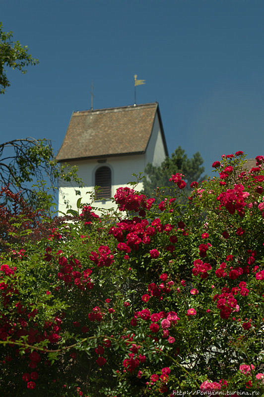 День роз в Нёггеншвиле (южный Шварцвальд) Земля Баден-Вюртемберг, Германия