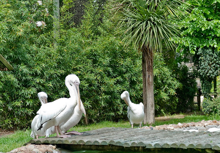 Лиссабонский зоопарк Лиссабон, Португалия
