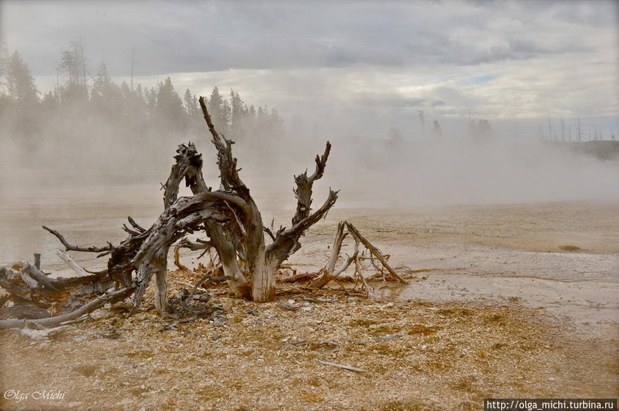 Мертвые деревья на термальных источниках. Йеллоустоун Национальный Парк, CША