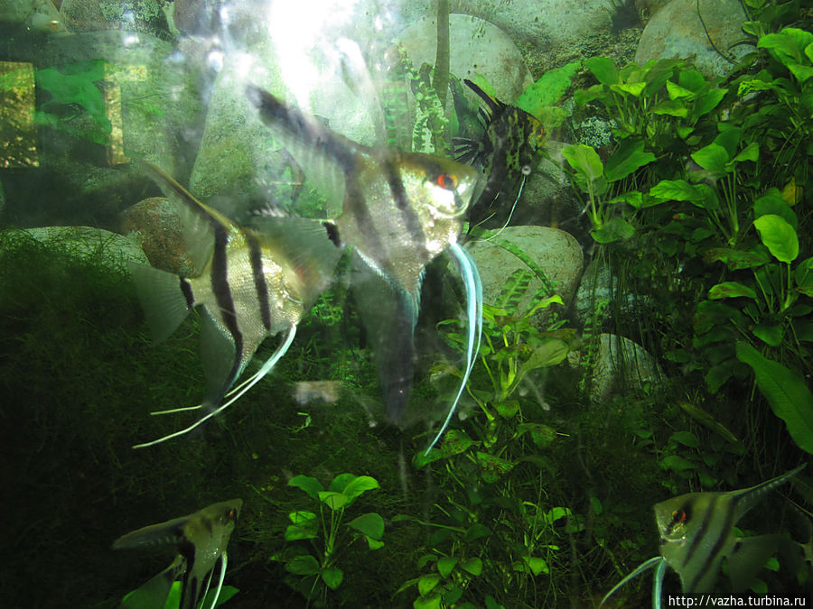 Рыбы и рептилии в зоопарке Шанхая. Шанхай, Китай