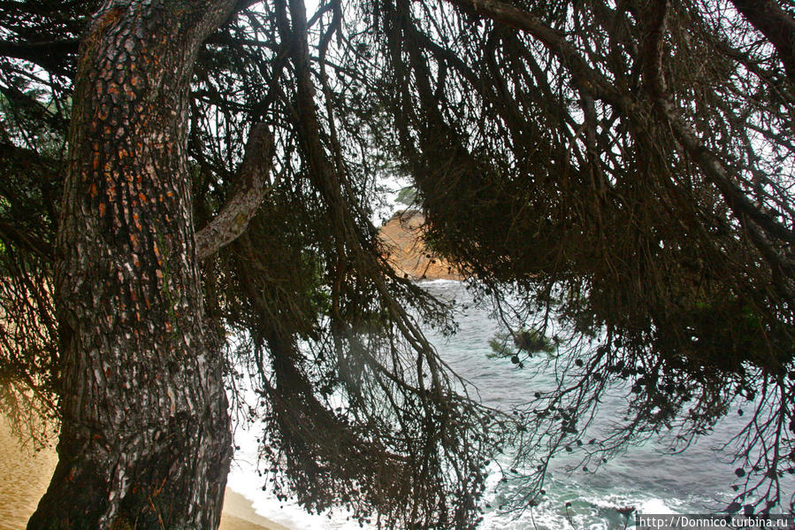 Самая старая из увиденных в этот день сосен — почти засохшая, но еще сильная и безусловно живая... Плайя-д-Аро, Испания
