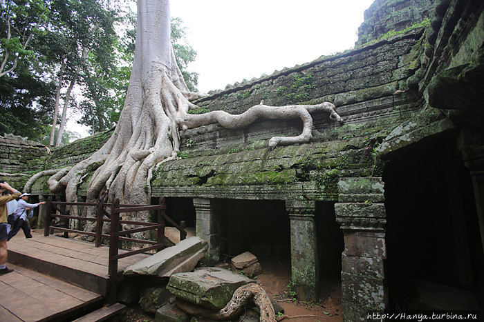 Так душит хлопковое дерево (Bombax ceiba) сооружения храмового комплекса Та Прома. Фото из интернета