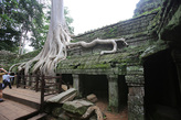 Так душит хлопковое дерево (Bombax ceiba) сооружения храмового комплекса Та Прома. Фото из интернета
