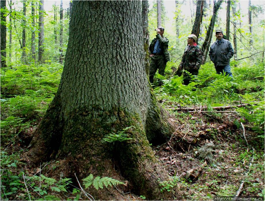 Огромные ели — символ реликтового леса, находящегося в заповеднике Кологривский лес Кологрив, Россия