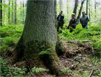 Огромные ели — символ реликтового леса, находящегося в заповеднике Кологривский лес
