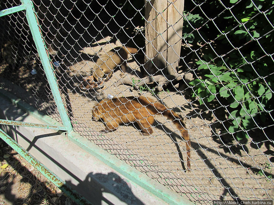 Прогулка по Николаевскому зоопарку Николаев, Украина