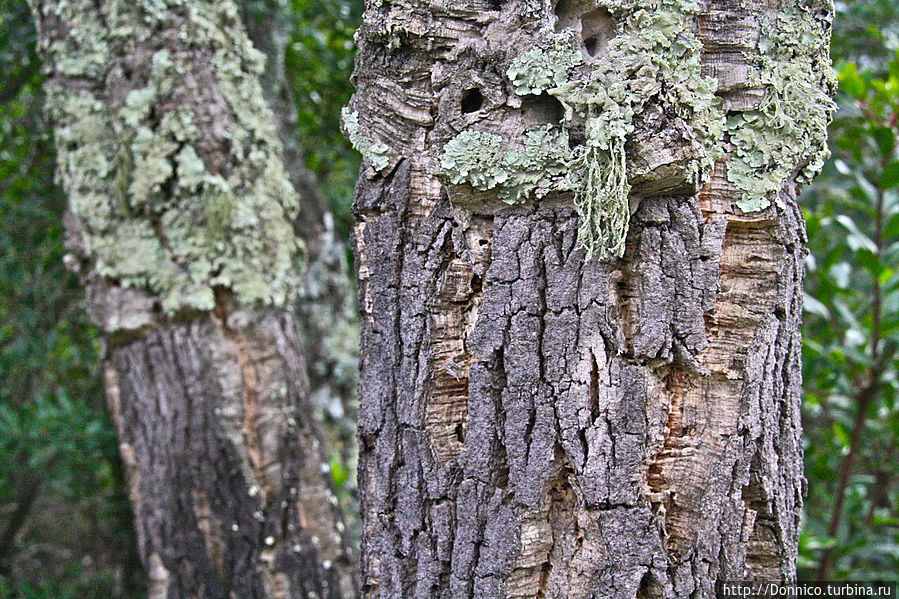 Пробковый дуб — к полету готов! Каталония, Испания