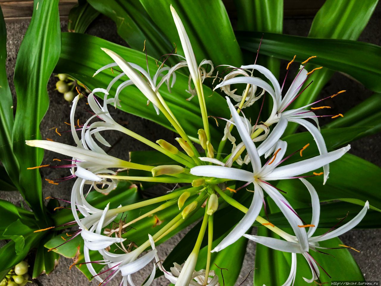Растения мальдивских островов названия