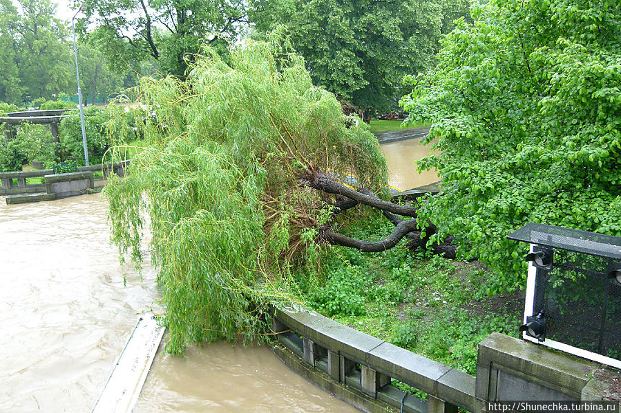 Деревья начали падать на затопленных островах Влтавы. По этой причине были закрыты даже не затопленные парки Праги.