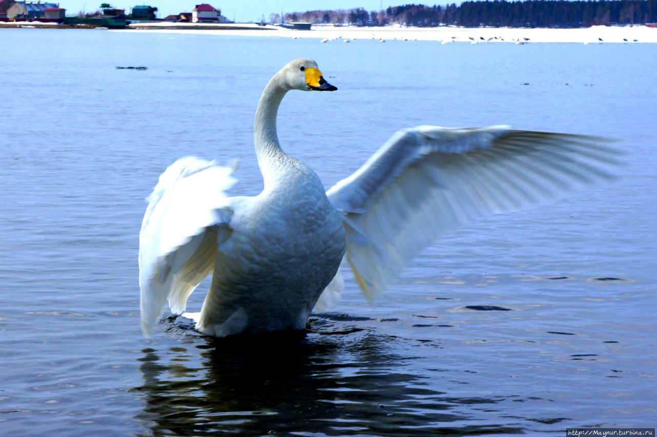 Чайка смело  пролетела ... Южно-Сахалинск, Россия