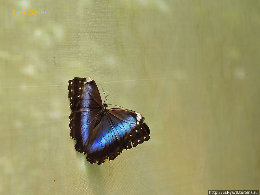 В биоцентре — бабочка из рода Морфо Пуэрто-Игуасу, Аргентина