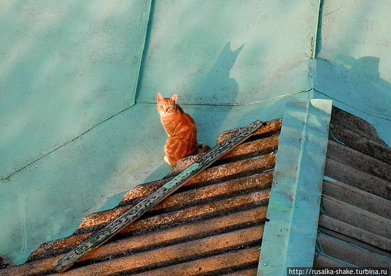 Кошка на крыше с любопытством на нас смотрела