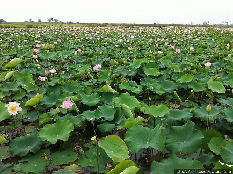 Плантации лотоса