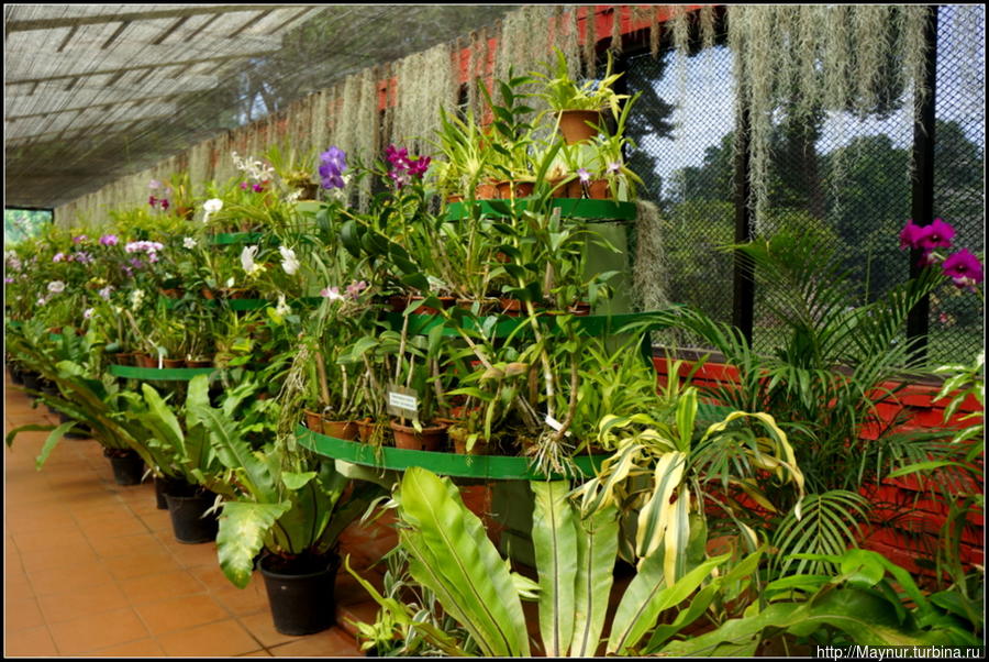 В  первую  очередь,конечно,  нужно  зайти  в  оранжерею  с  орхидеями.  Здесь   представлено  более  100  видов  растений  со  всего  мира,  большая  часть  из  них  произрастает  в  Шри  Ланке.

Я  испытала  небольшое  разочарование —  мне  хотелось  увидеть  нечто  этакое —  большое,красивое,  а  цветы  были  все  не  очень  яркие  и  мелкие. Перадения, Шри-Ланка