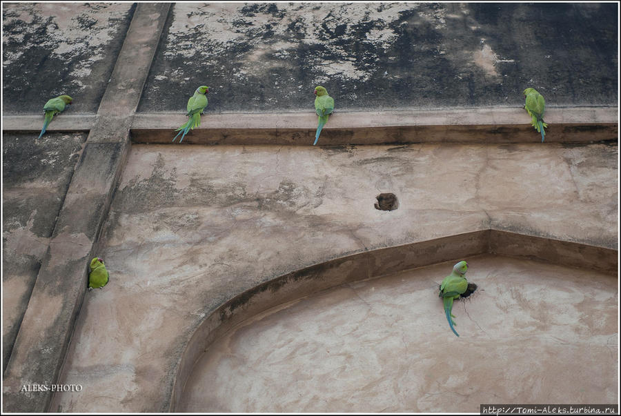 Попугаи сидят на стенах словно в каком-то понятном только для них порядке... У них — своя иерархия... Агра, Индия