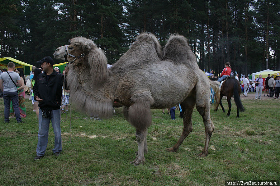 Сабантуй-2013 Санкт-Петербург, Россия