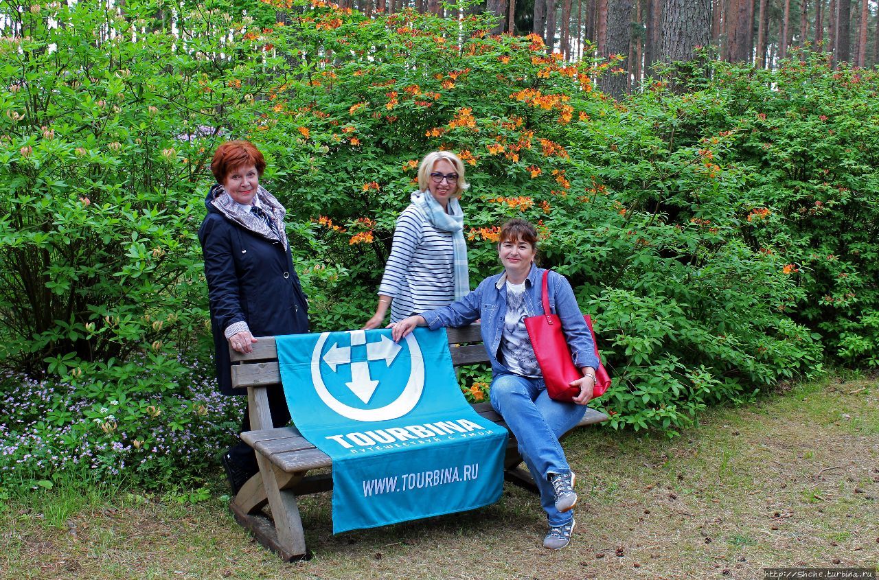Рододендронщина. Ярких летних красок нам в первый день зимы Бабите, Латвия