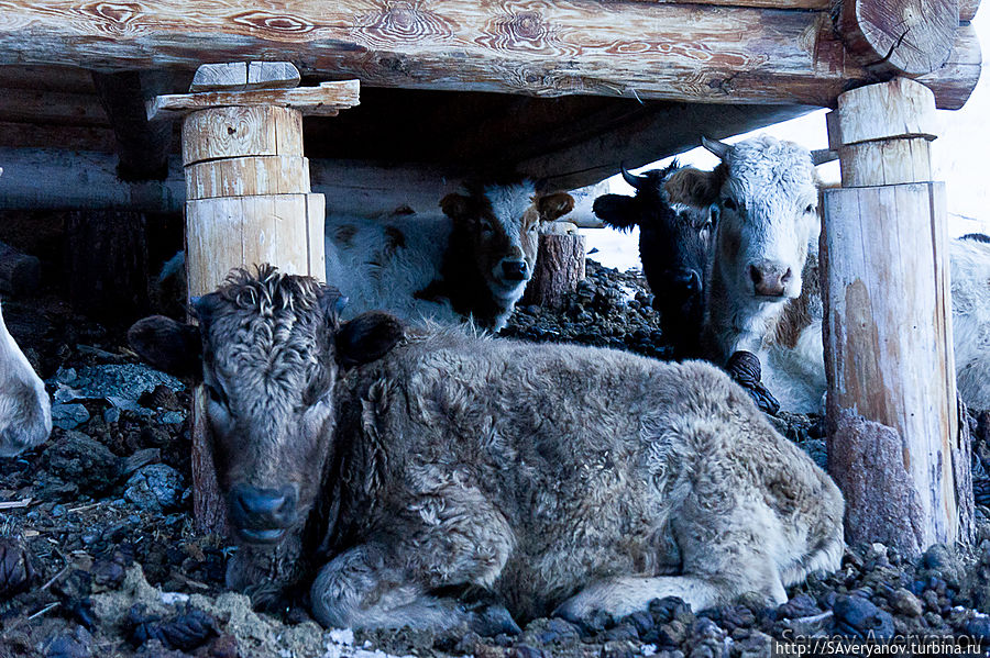 Самоспасение и самосогревание крупного рогатого скота Хужир, остров Ольхон, Россия