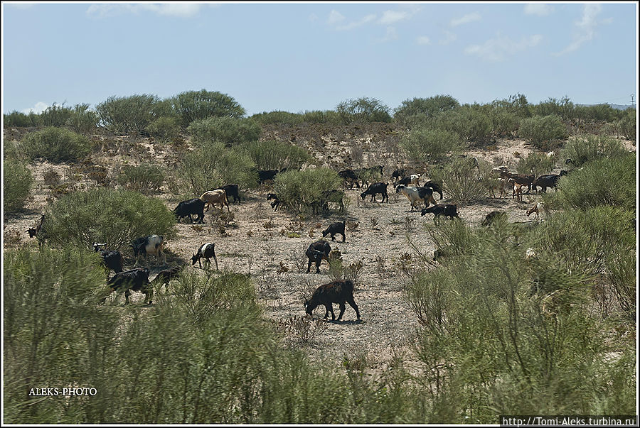 Вдоль дороги в Эс-Сувейру много коз...
*