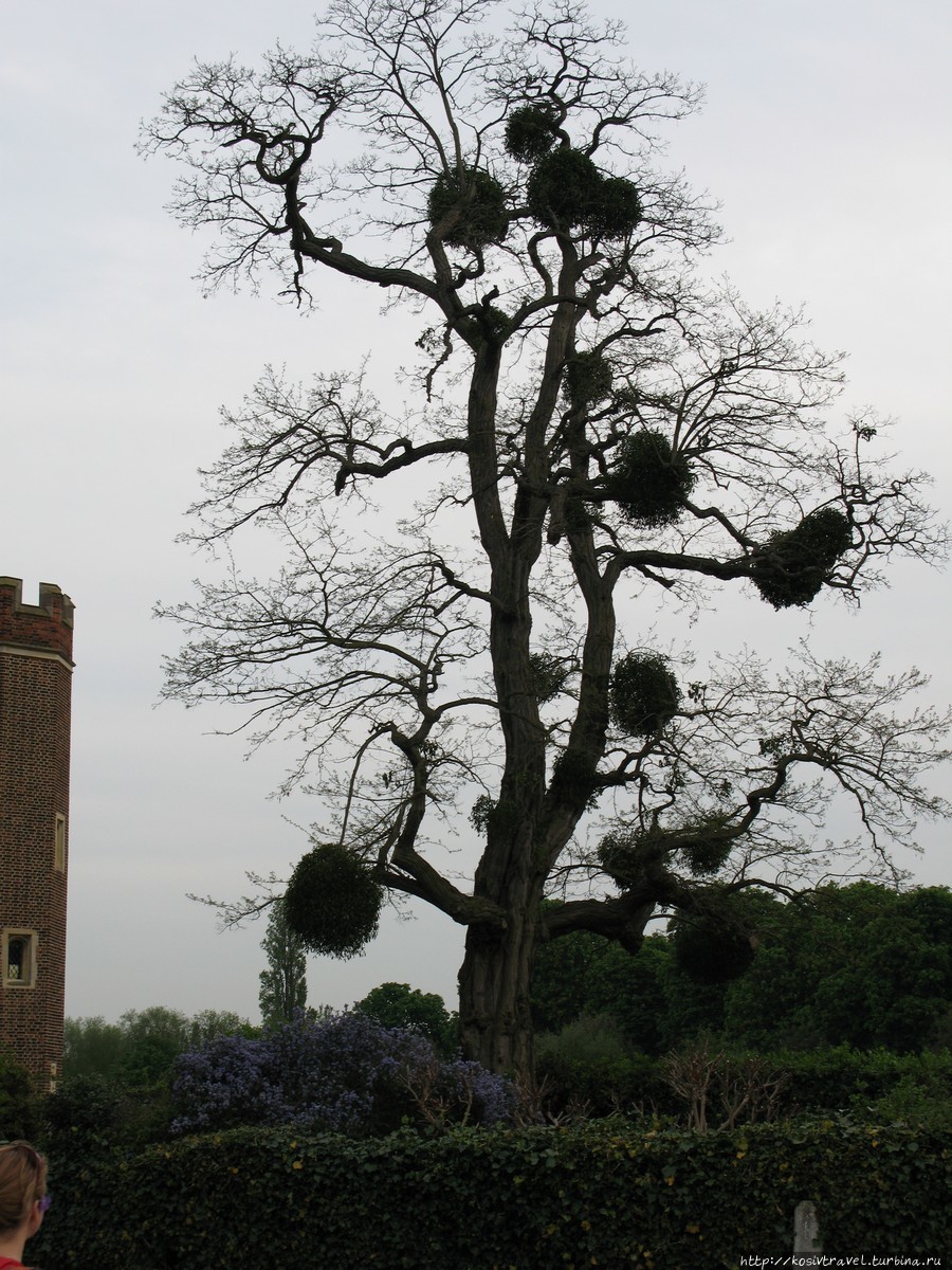 Hampton Court Palace и Bushy Park