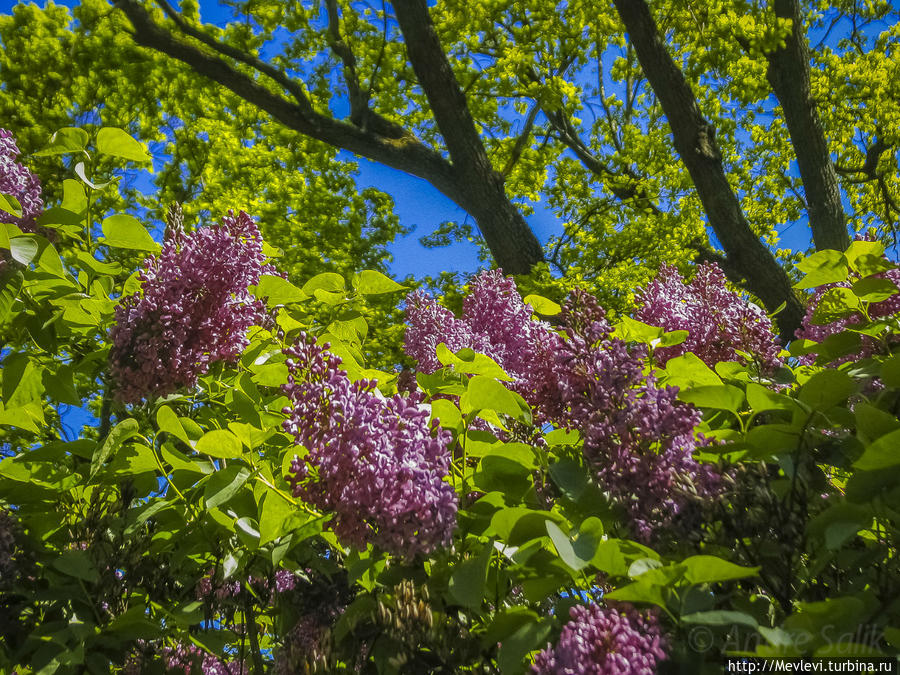 Время сирени Рига, Латвия